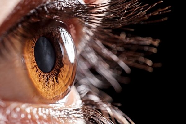 macro eye brown macro eye brown